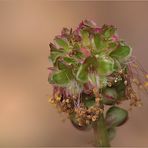 der kleine Wiesenknopf