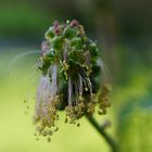 der kleine Wiesenknopf