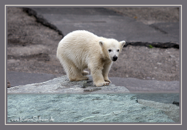 Der kleine Wilbär