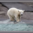 Der kleine Wilbär