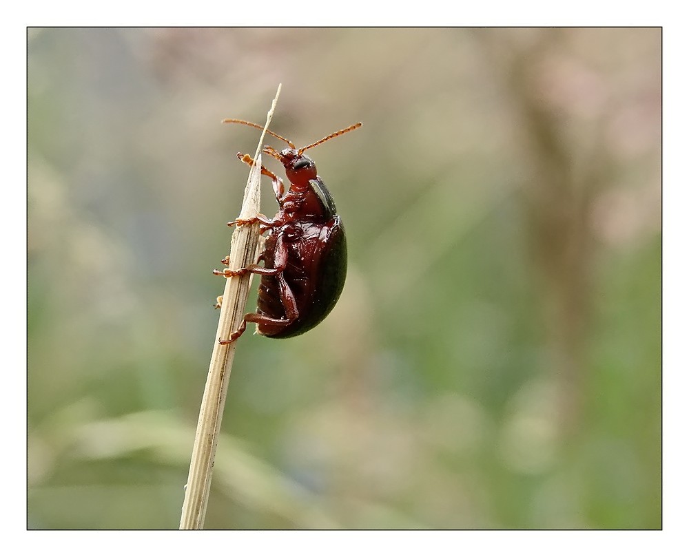 Der Kleine will hoch hinaus