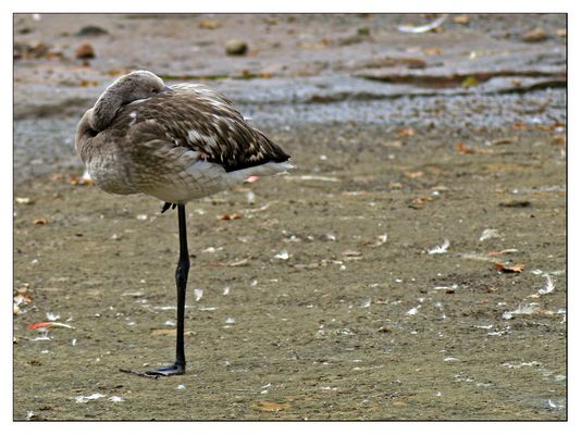 Der Kleine wird größer