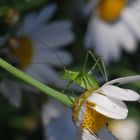 der kleine ( WM )