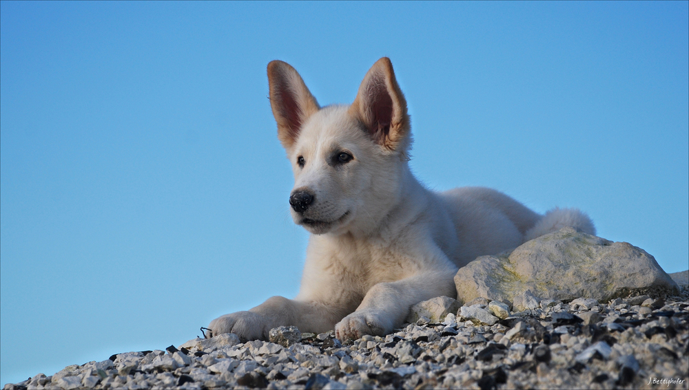 Der kleine Wolf