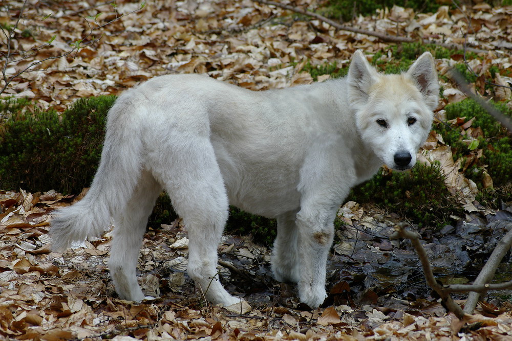 Der kleine Wolf