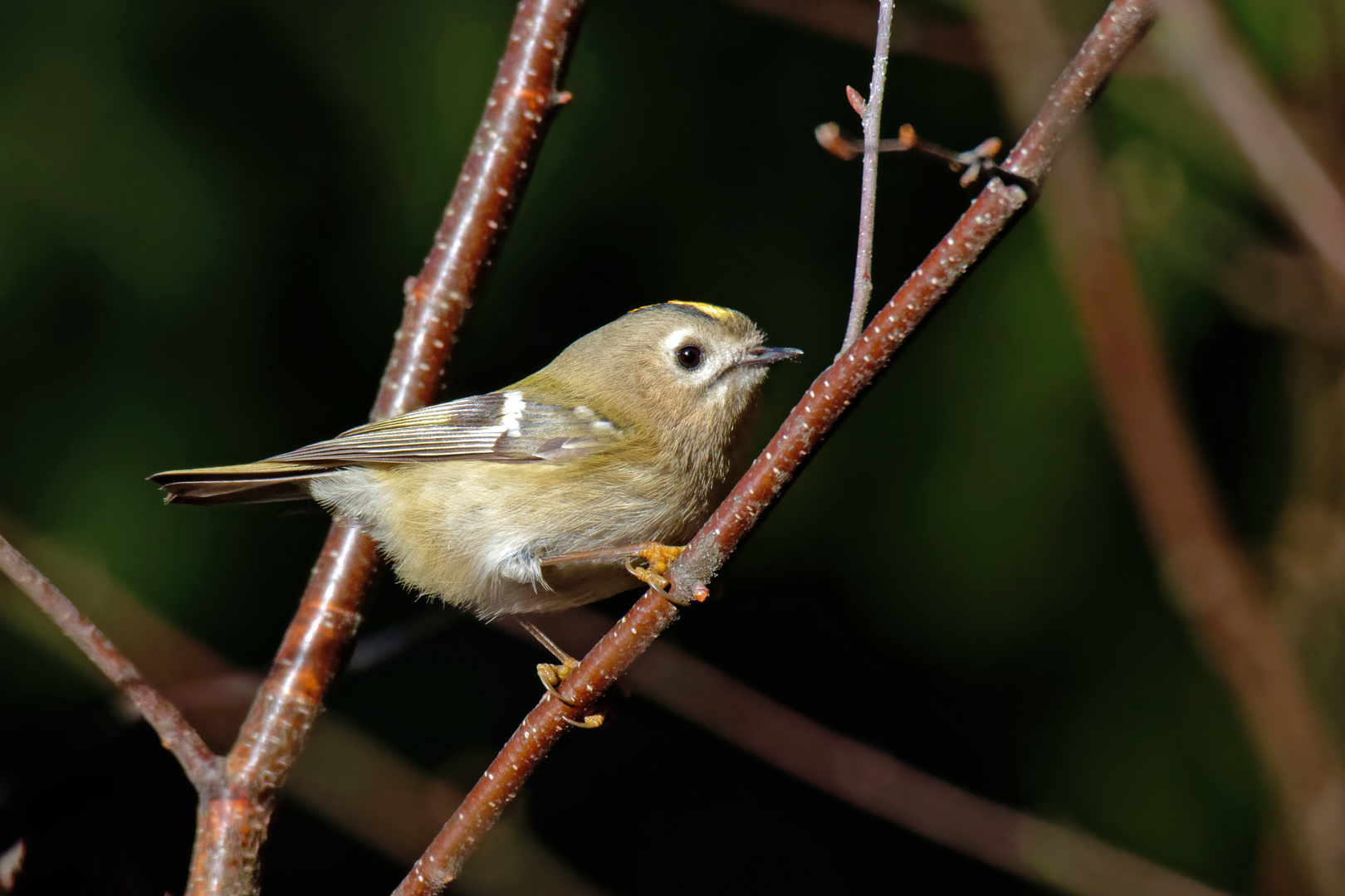 Der kleine "Zappel" , Wintergoldhähnchen, Regulus regulus