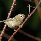 Der kleine "Zappel" , Wintergoldhähnchen, Regulus regulus