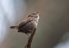 Der kleine Zaunkönig.