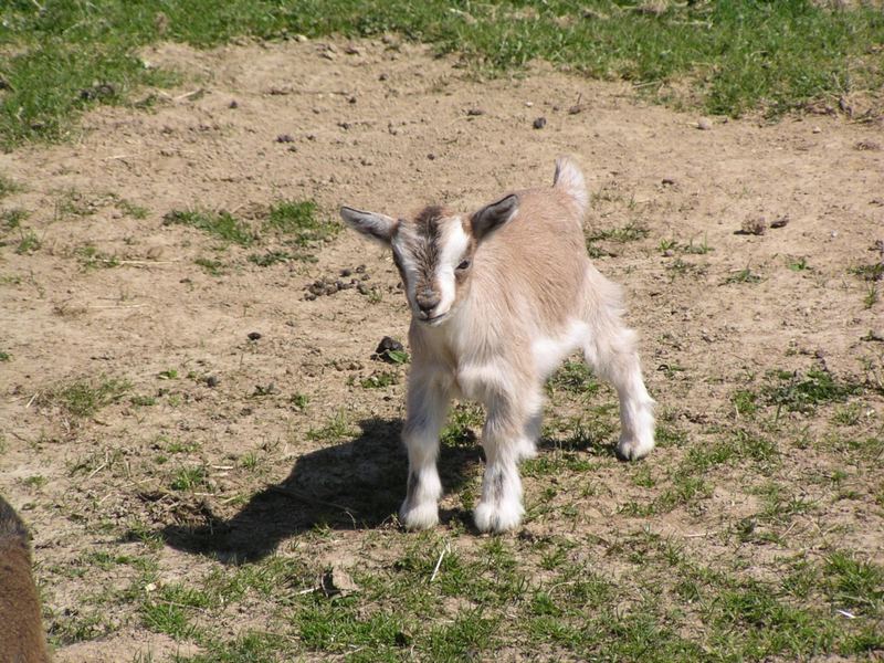 Der kleine Ziege