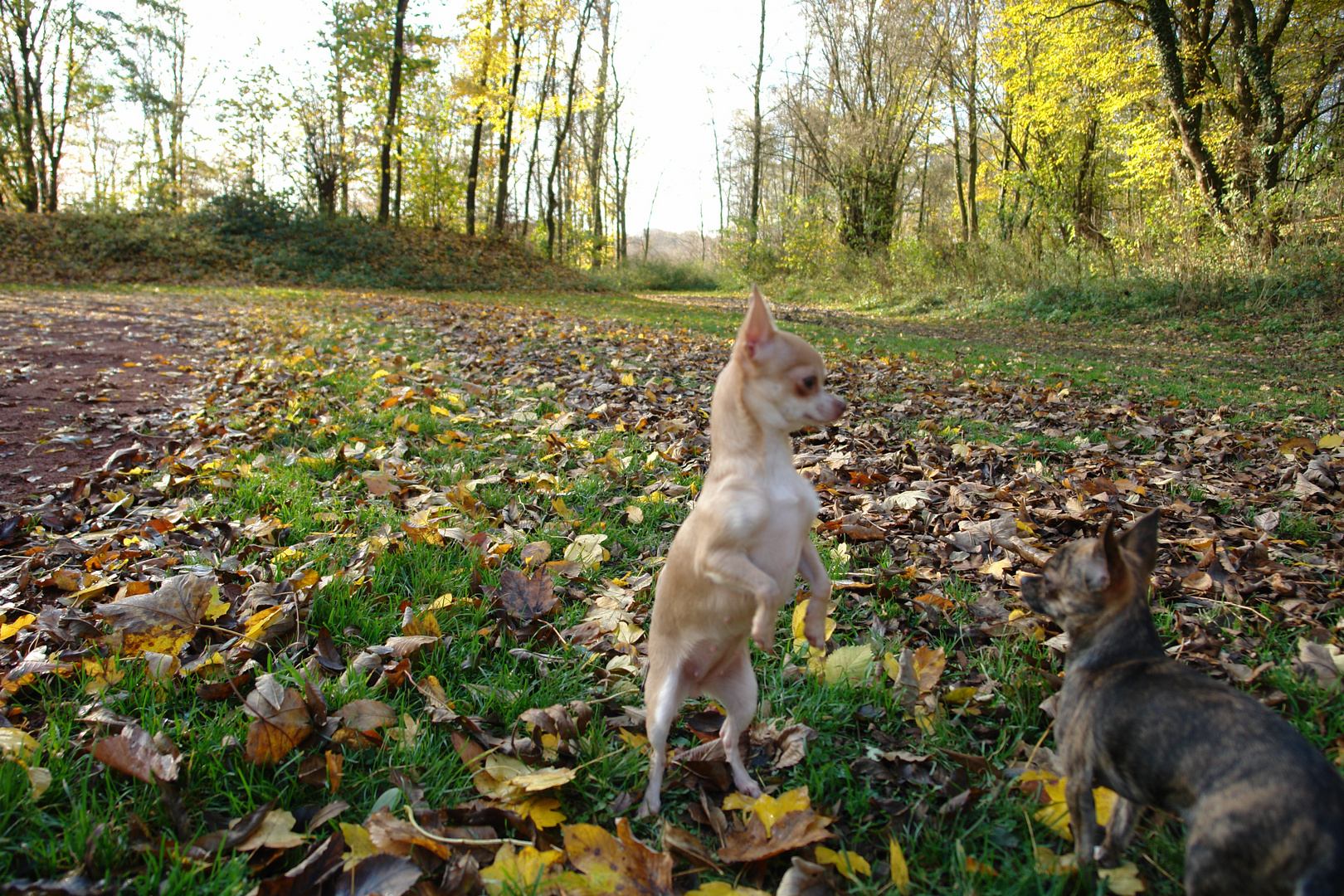 Der kleine Ziegenbock