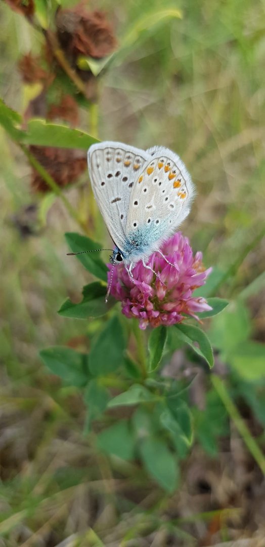 Der kleine Zwischenstop auf einer Blüte