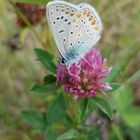 Der kleine Zwischenstop auf einer Blüte