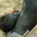 Der kleinen Gorilladame geht es wieder besser !!