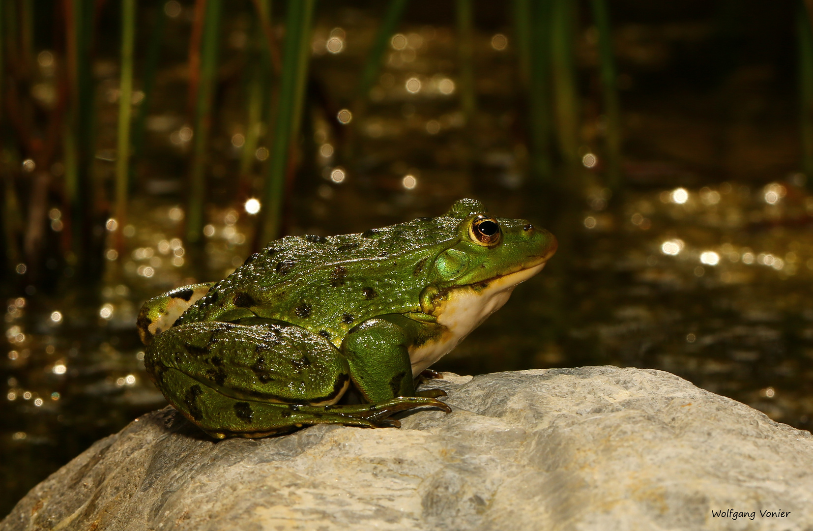 Der kleineTeichfrosch, 