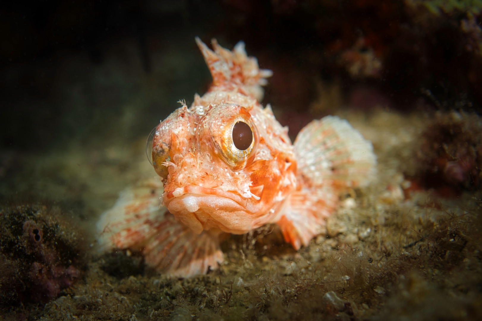 Der  kleine(traurige) Skorpionfisch