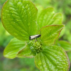 Der Kleinschmetterling Adela reaumurella ("Grüner Langfühler"), Düsseldorf, 24.4.2012