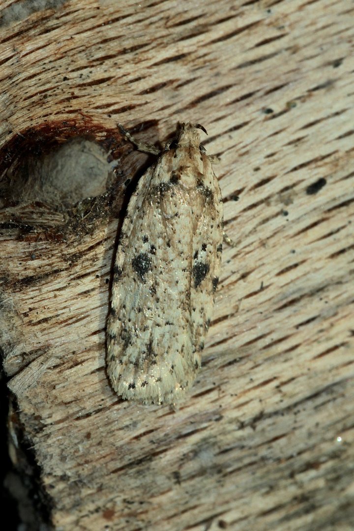 Der Kleinschmetterling AGONOPTERIX ARENELLA (1) ...