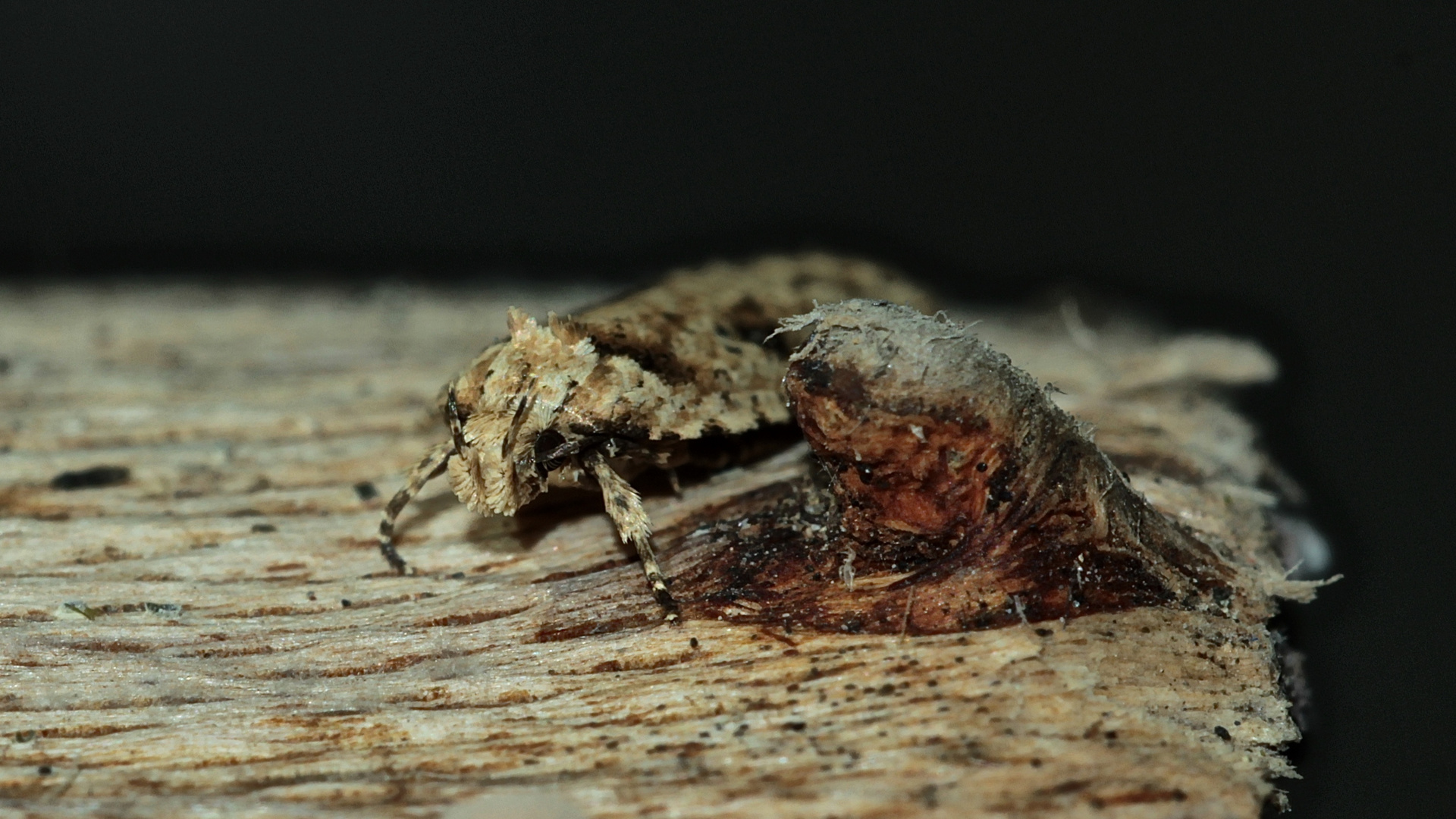 Der Kleinschmetterling AGONOPTERIX ARENELLA (2) - ...