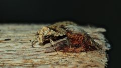 Der Kleinschmetterling AGONOPTERIX ARENELLA (2) - ...