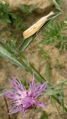 Der Kleinschmetterling Agriphila inquinatella (Fam. Zünsler, Pyralidae) . . .