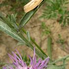 Der Kleinschmetterling Agriphila inquinatella (Fam. Zünsler, Pyralidae) . . .