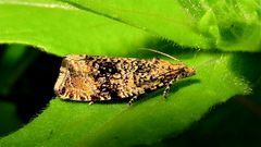 Der Kleinschmetterling Argyroploce umbrosana fliegt im Juni/Juli.