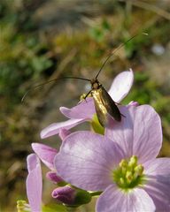 Der Kleinschmetterling Cauchas rufimitrella (ohne deutschen Namen), . . . früher Bernd Goldtuch (-: