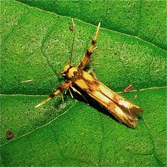 Der Kleinschmetterling Stathmopoda pedella hat eine Spannweite von höchstens 1,5,cm.