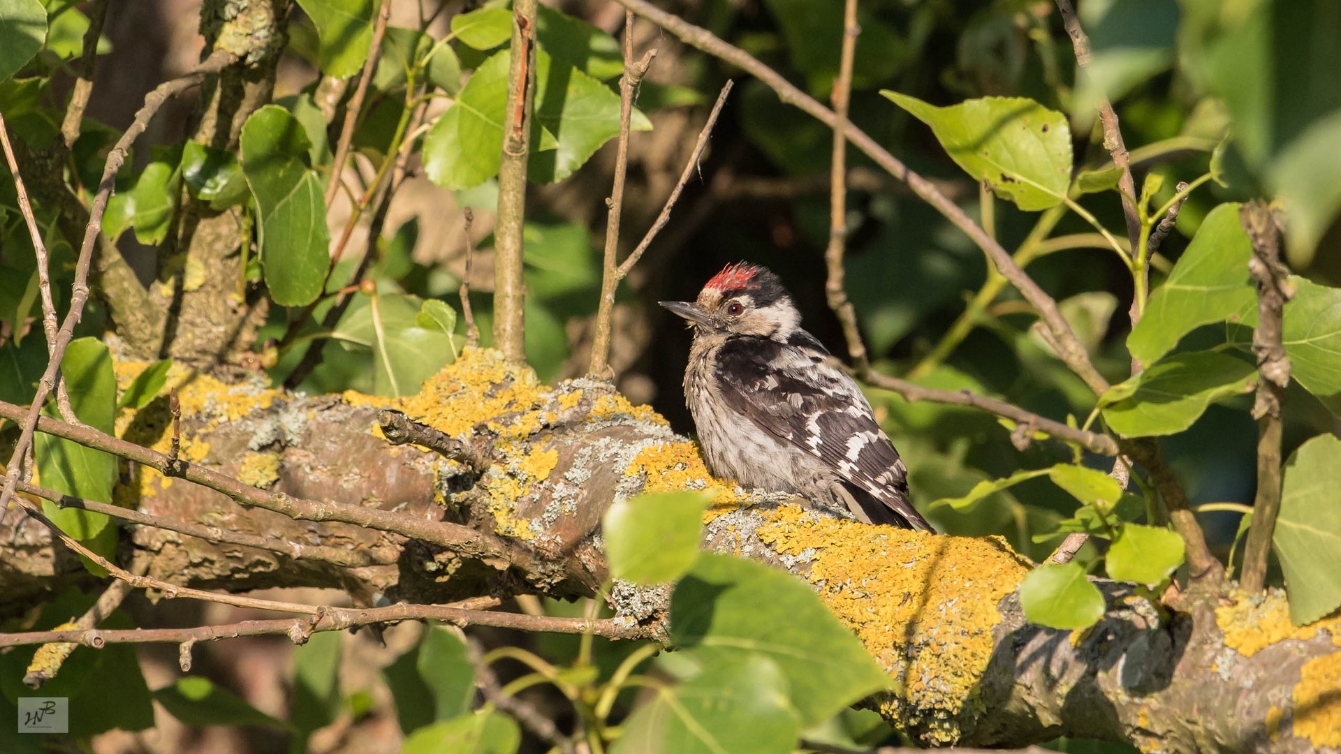 Der Kleinspecht (Dentrocopos minor)