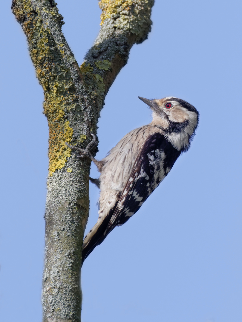 Der Kleinspecht 