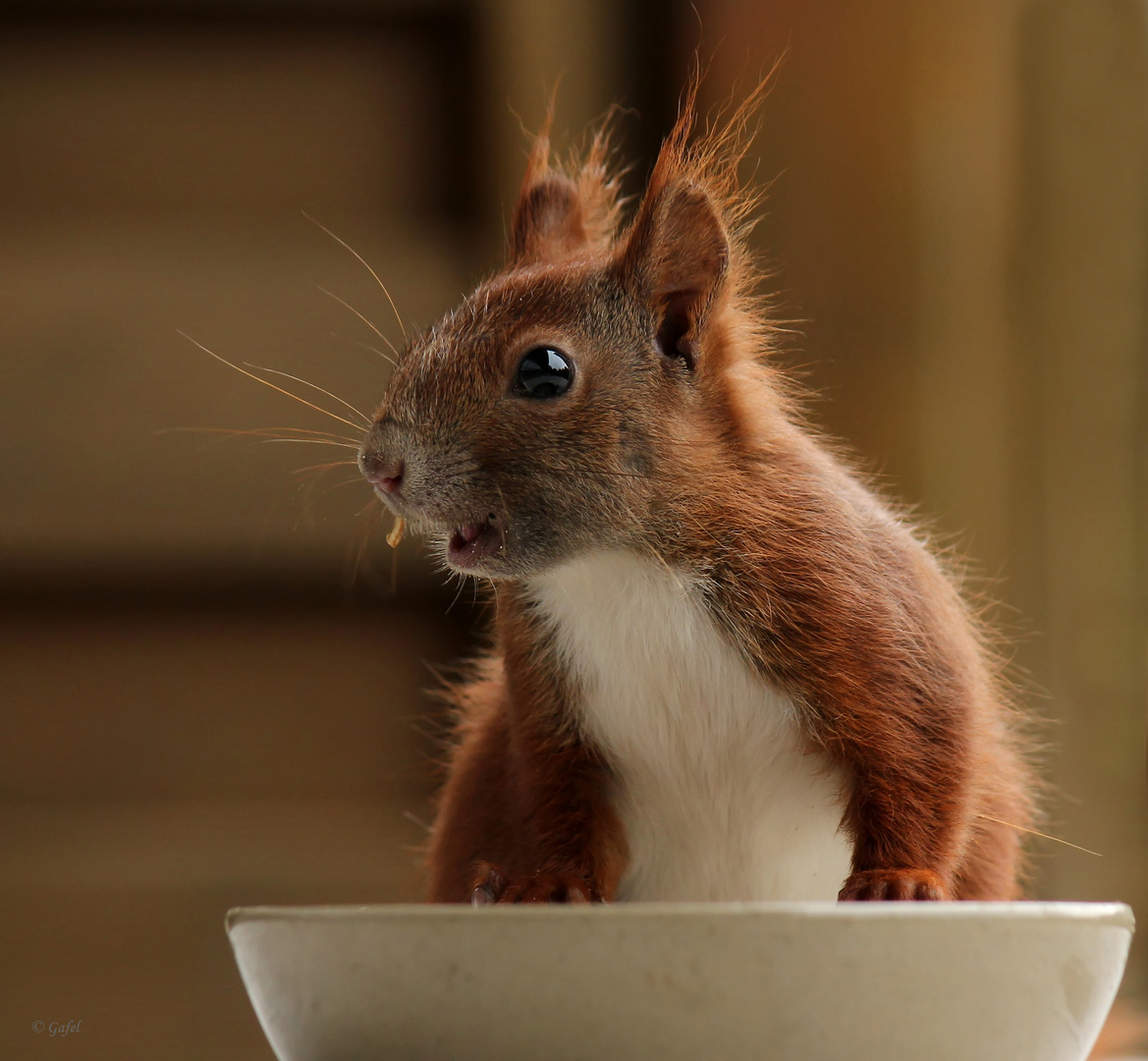 Der Kleinste Foto & Bild tiere, wildlife, säugetiere Bilder auf