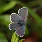 Der kleinste Bläuling meines Lebens: CUPIDO MINIMUS - . . .