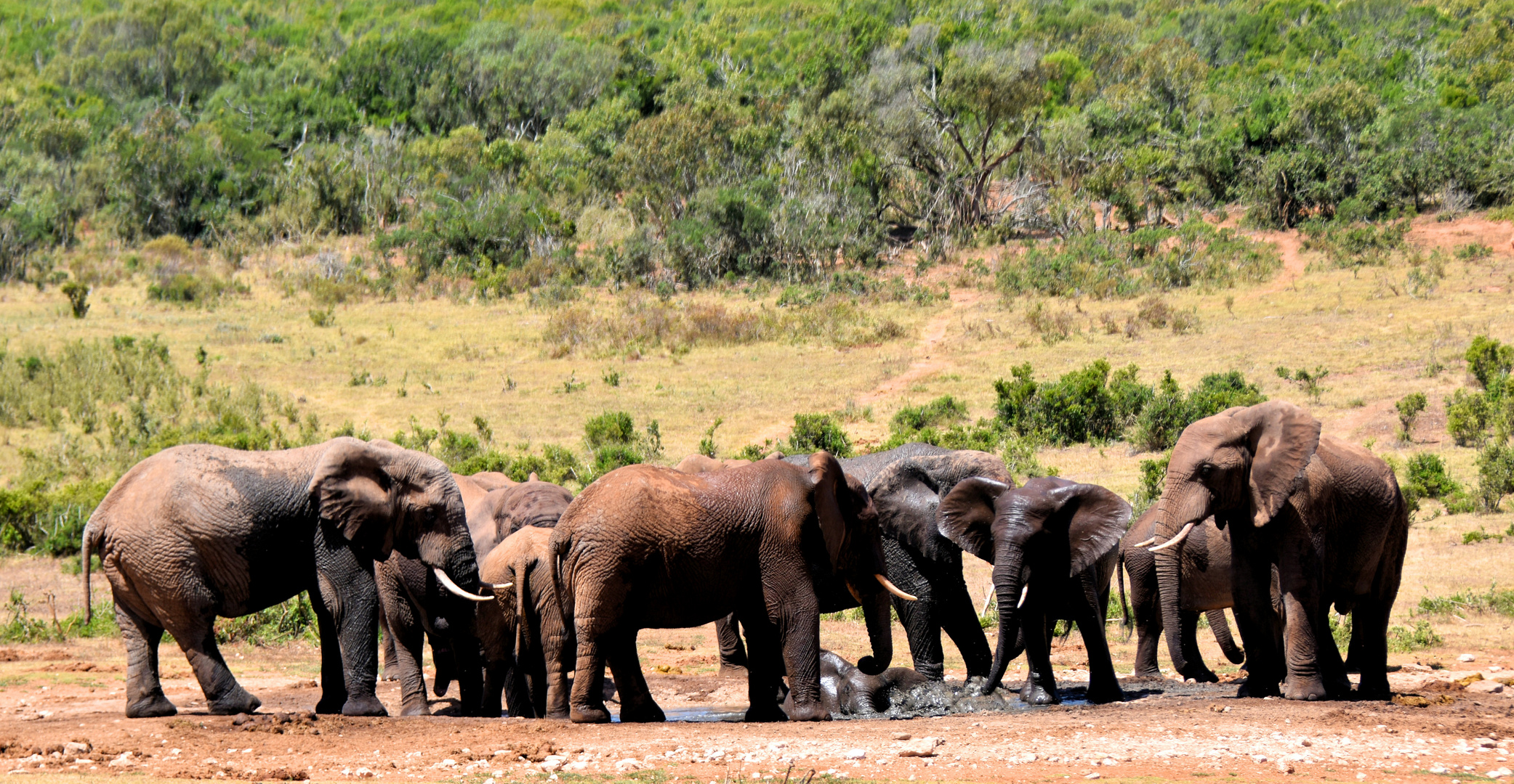 der kleinste Elefant bekommt ein Schlammbad!