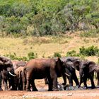 der kleinste Elefant bekommt ein Schlammbad!