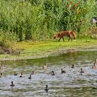 "Der Kleinste hatte den größten Mut"