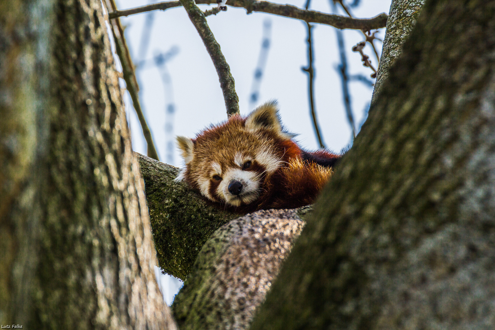 Der kleinste Panda