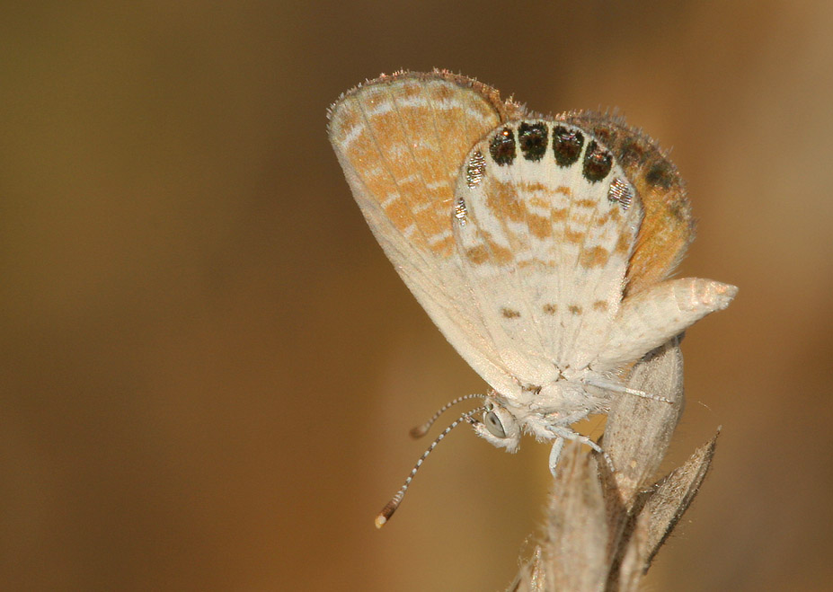 Der kleinste Schmettterling