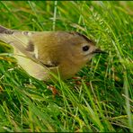 der kleinste vogel europas