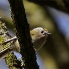 Der kleinste Vogel Europas...