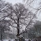 Der Kleistpark im März-Winter