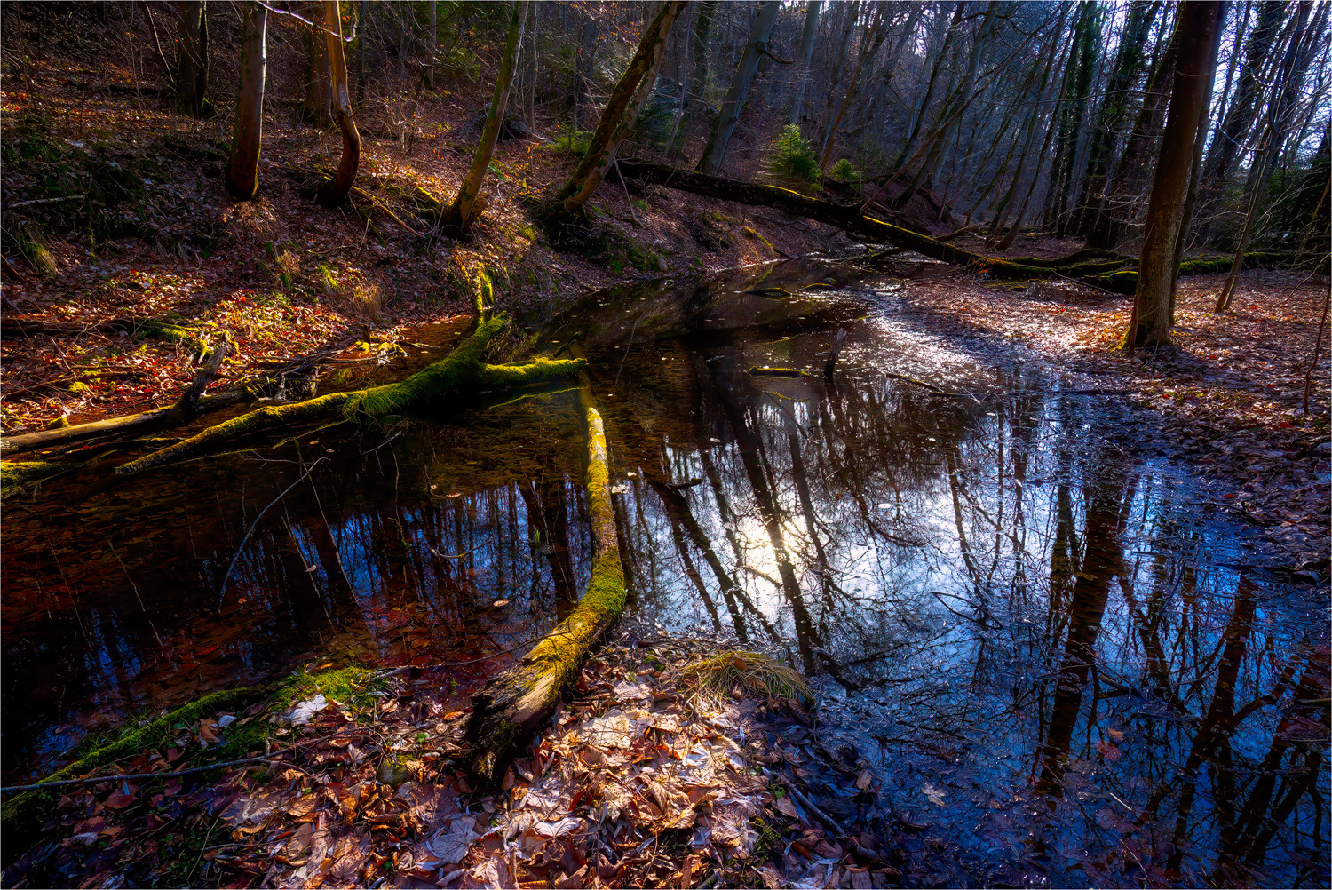 Der klene Isar Urwald ...