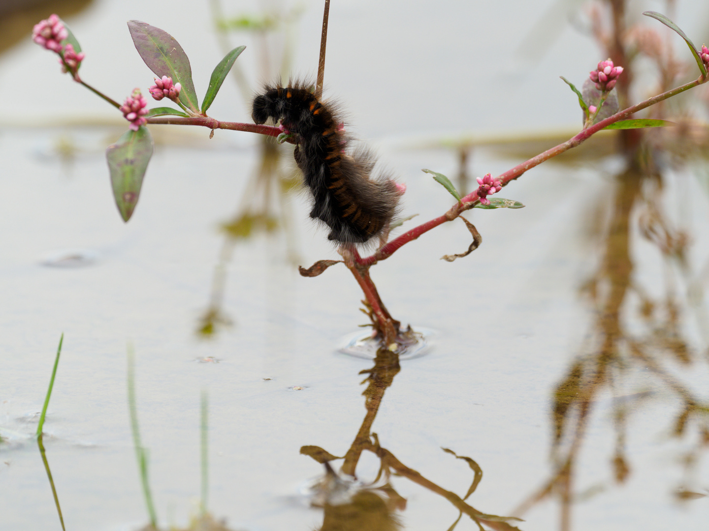 Der Kletter- und Schwimmathlet auf Floh-Knöterich