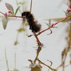 Der Kletter- und Schwimmathlet auf Floh-Knöterich