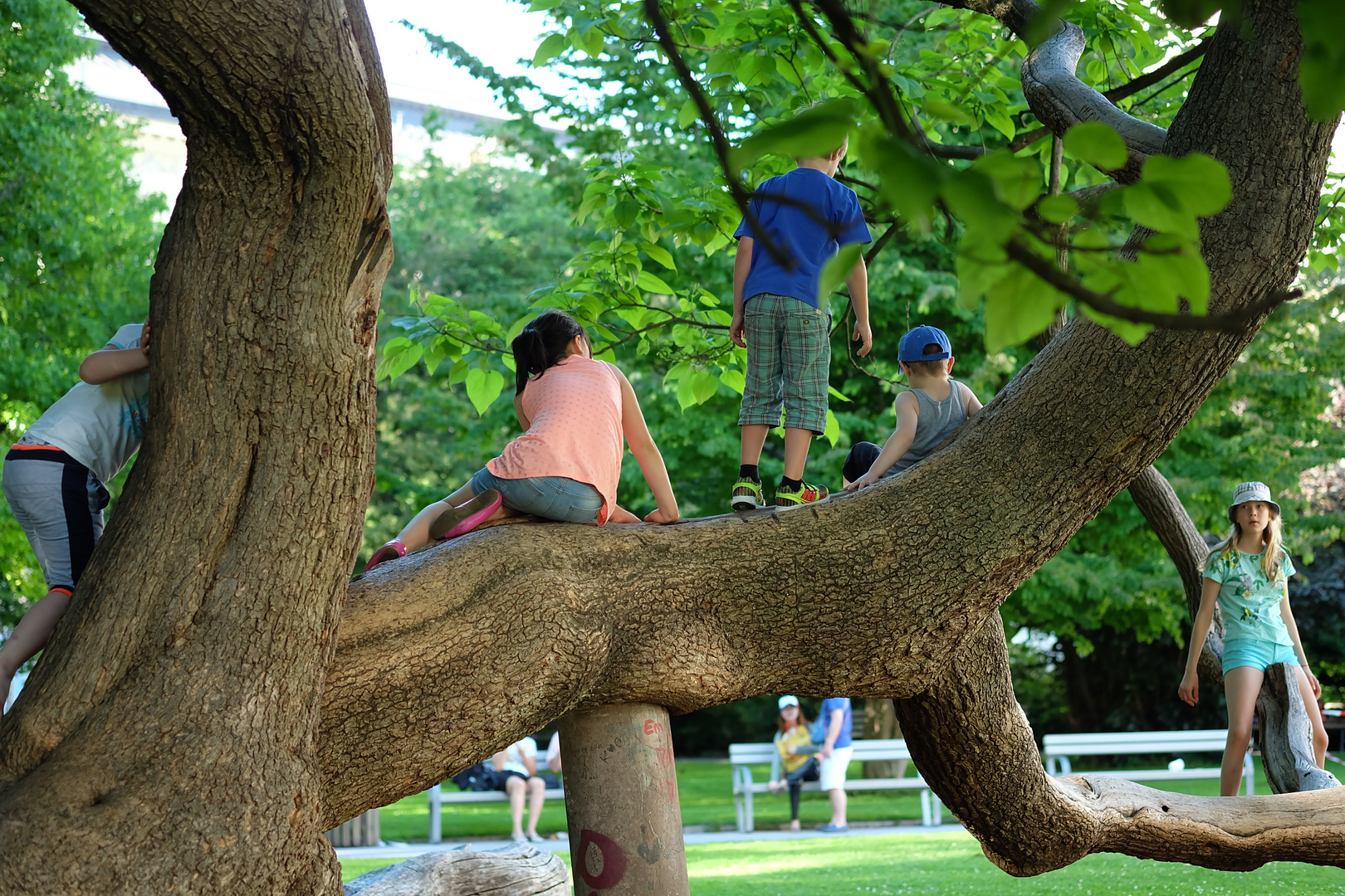 Der Kletterbaum