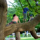 Der Kletterbaum