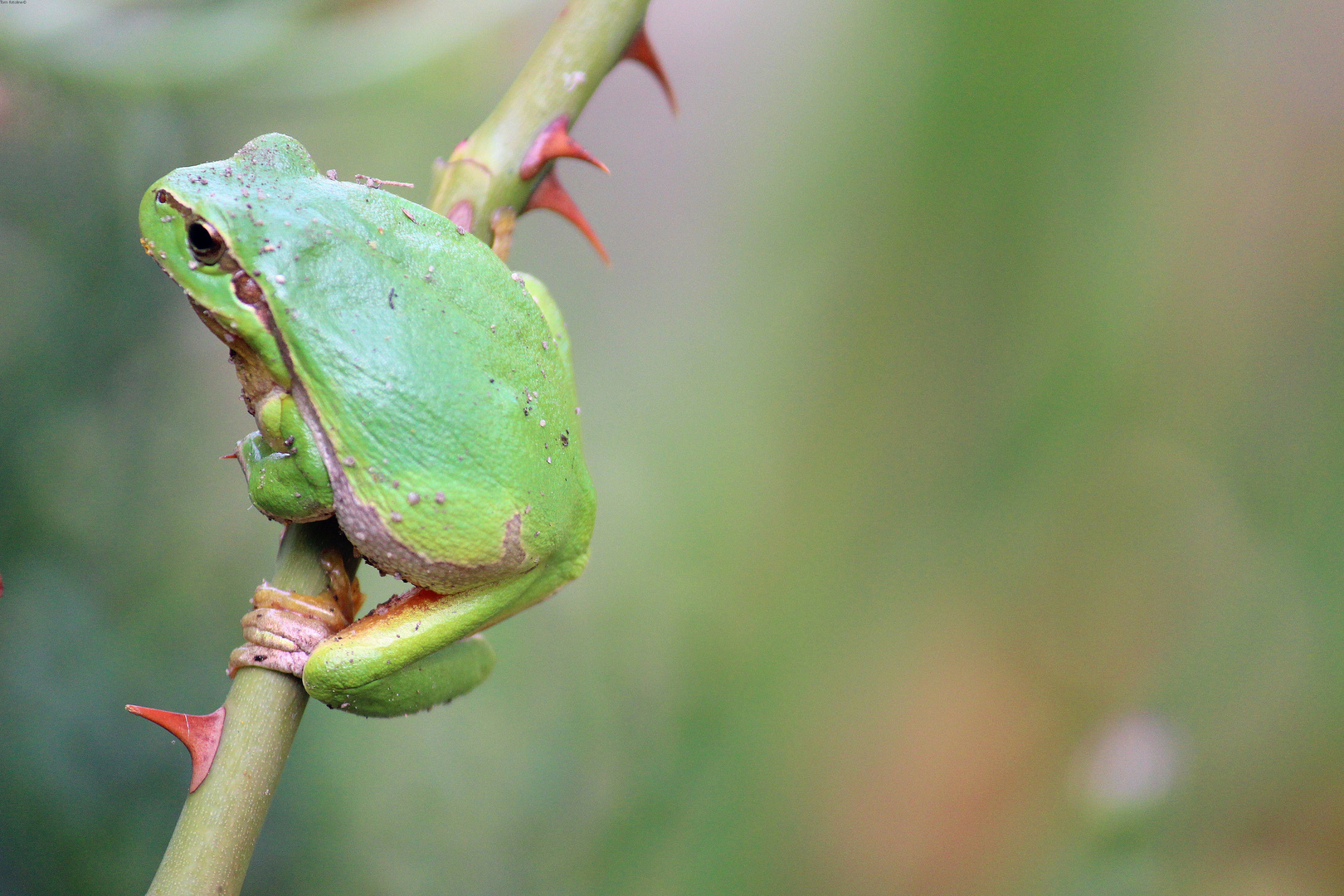 der Kletterkünstler (Laubfrosch)