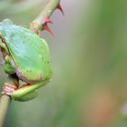 der Kletterkünstler (Laubfrosch)