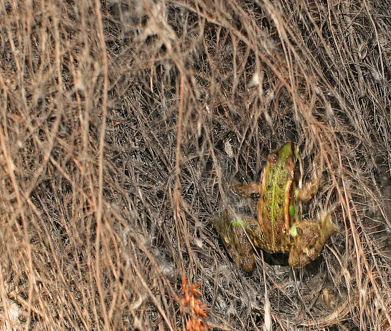 Der Kletternte frosch