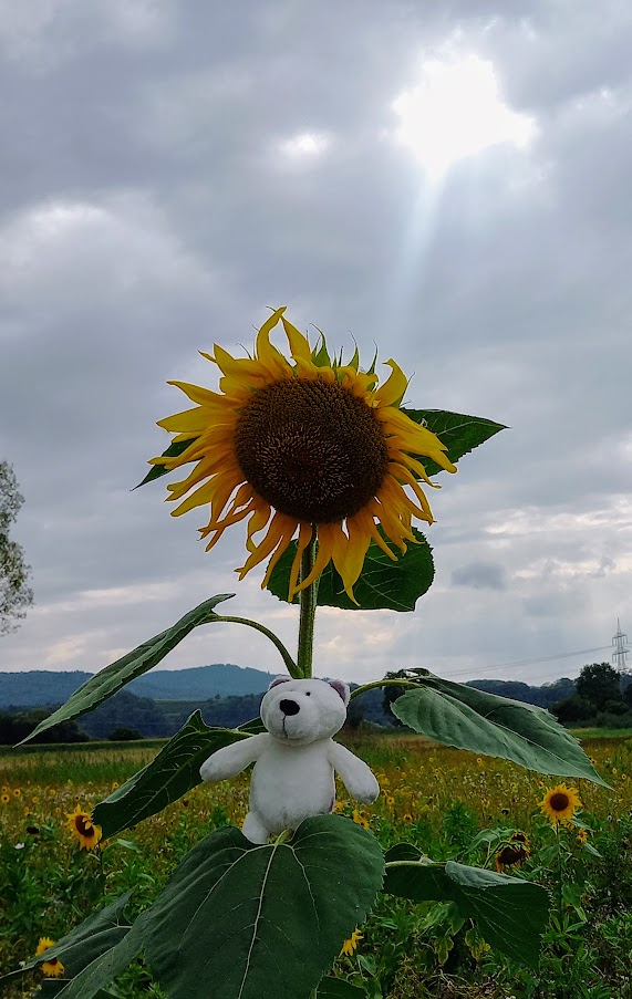 Der Klimabär auf der Sonnenblume