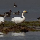 Der Knick-Knack-Sänger... Singschwan (Cygnus cygnus)  mit Knickhals